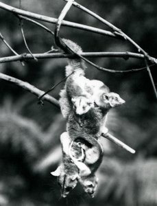 A Woolly Opossum with Her Three Young Clinging to Her, Hangs from a Branch Using Her Prehensile Tail, London Zoo, September 1913